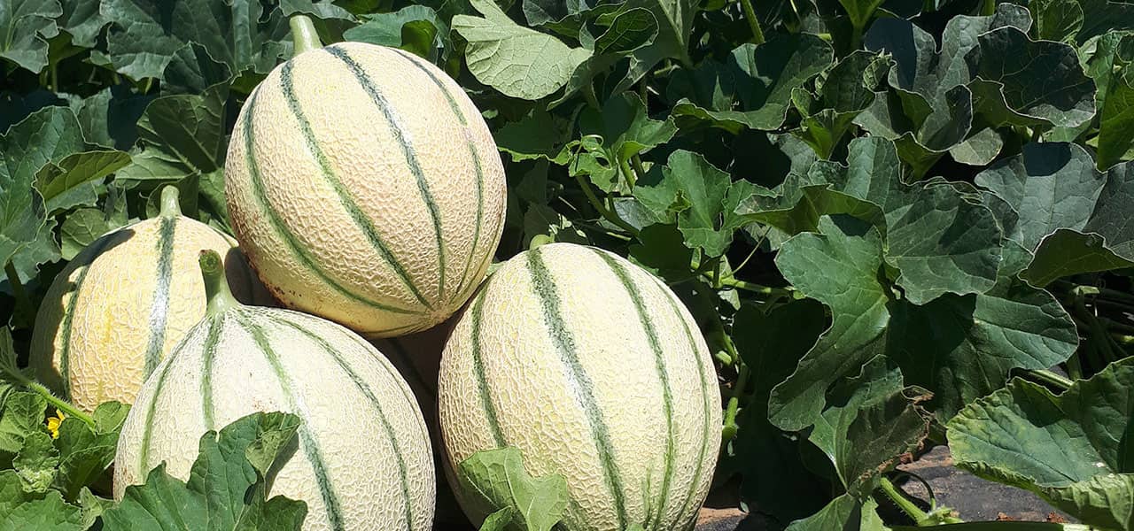 Il progetto EcoDif si è concluso.