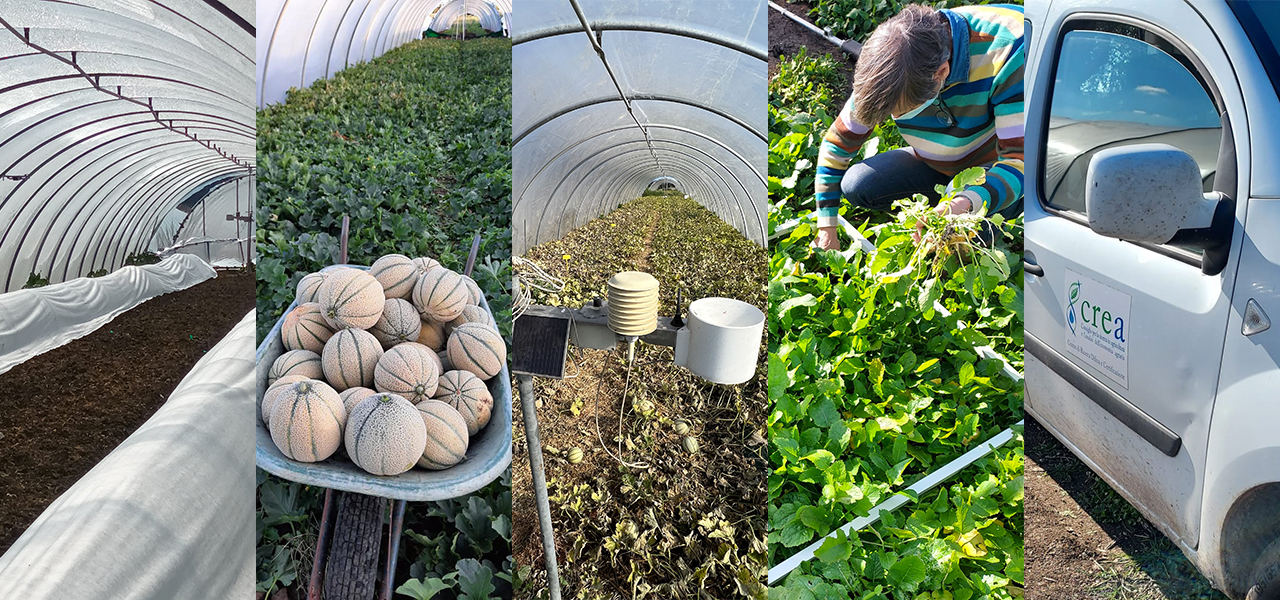 Agricoltura 4.0 e i (DSS) per una ottimale gestione della difesa fitopatologica